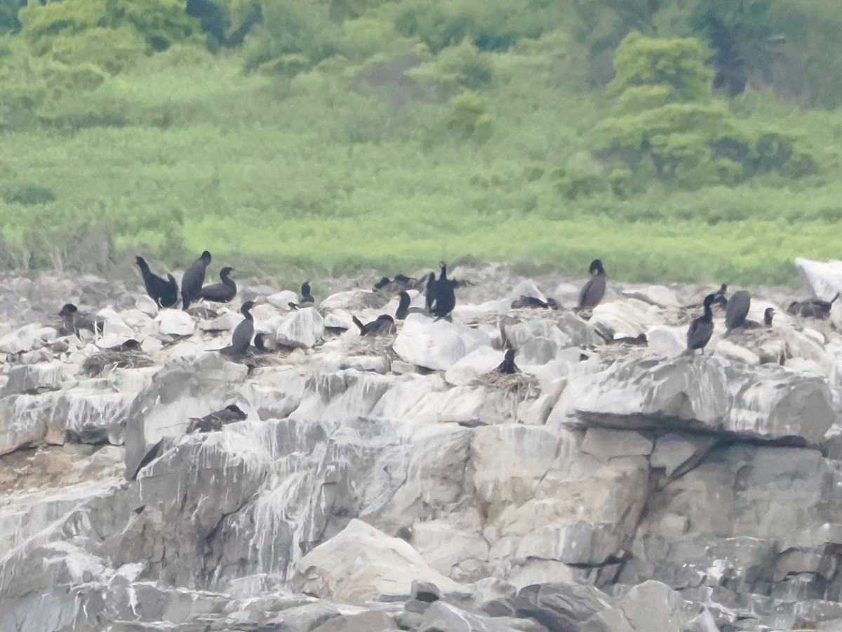 Double-crested Cormorant - ML620686313