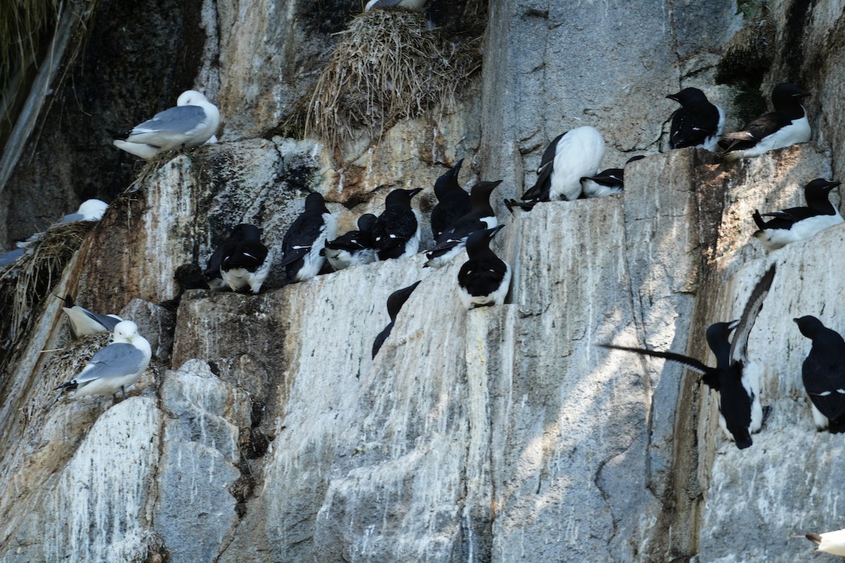 Thick-billed Murre - ML620686315