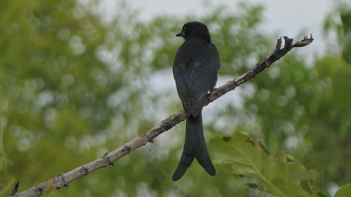 Black Drongo - ML620686318