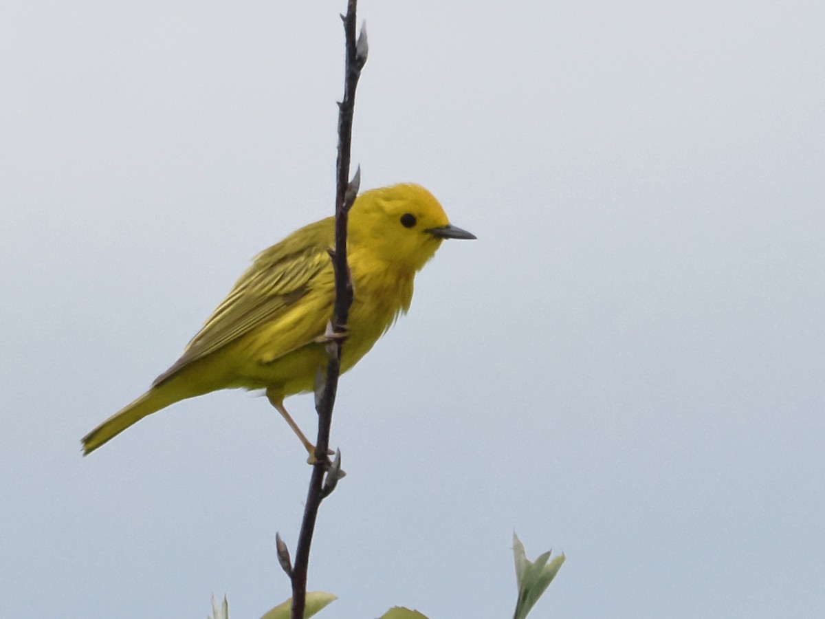 Yellow Warbler - ML620686321