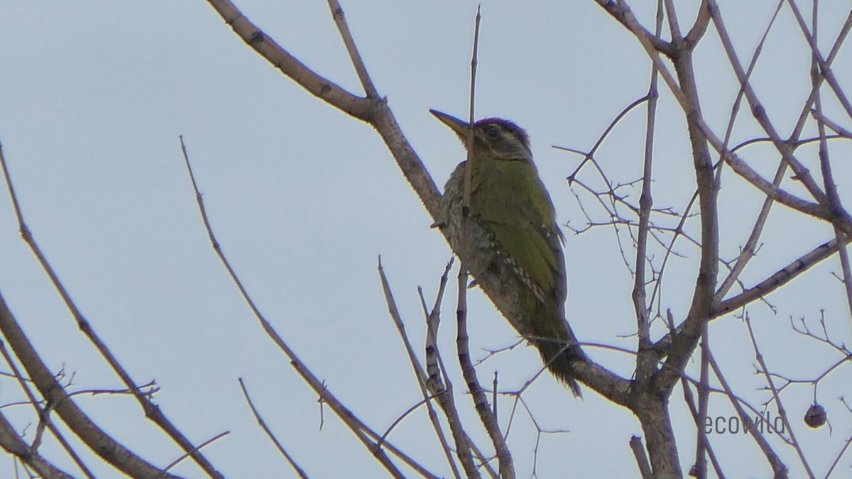 Streak-throated Woodpecker - ML620686322