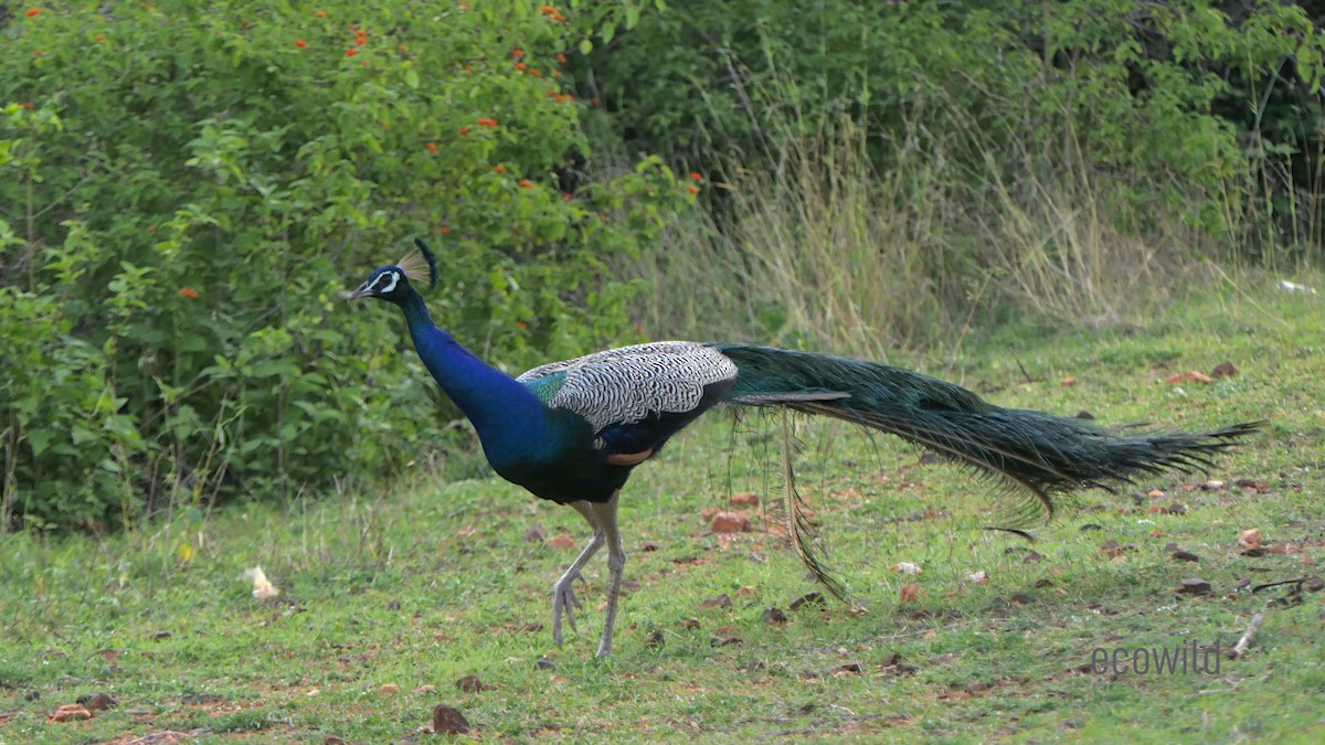 Indian Peafowl - ML620686323