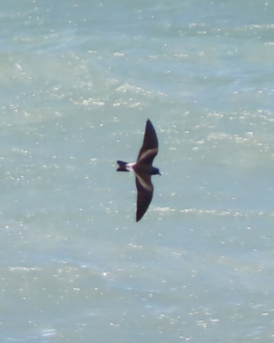 Leach's Storm-Petrel - ML620686325