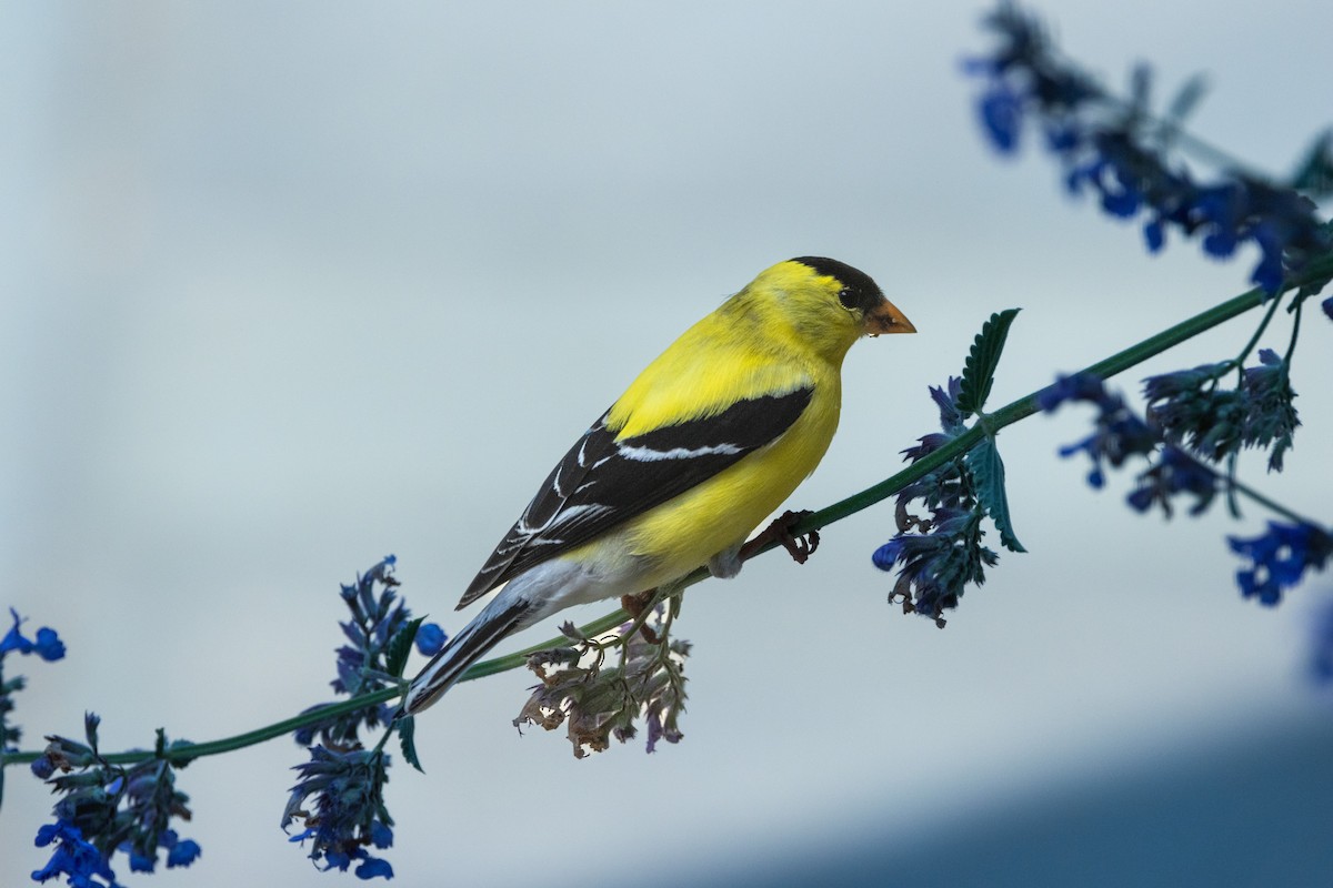 American Goldfinch - ML620686326