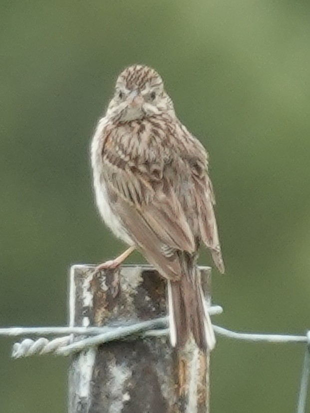 Vesper Sparrow - ML620686332