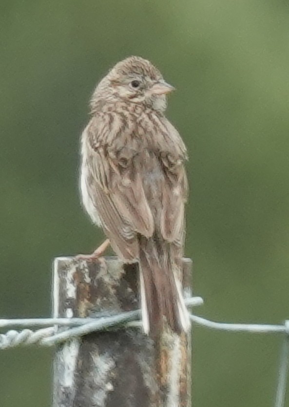 Vesper Sparrow - ML620686333