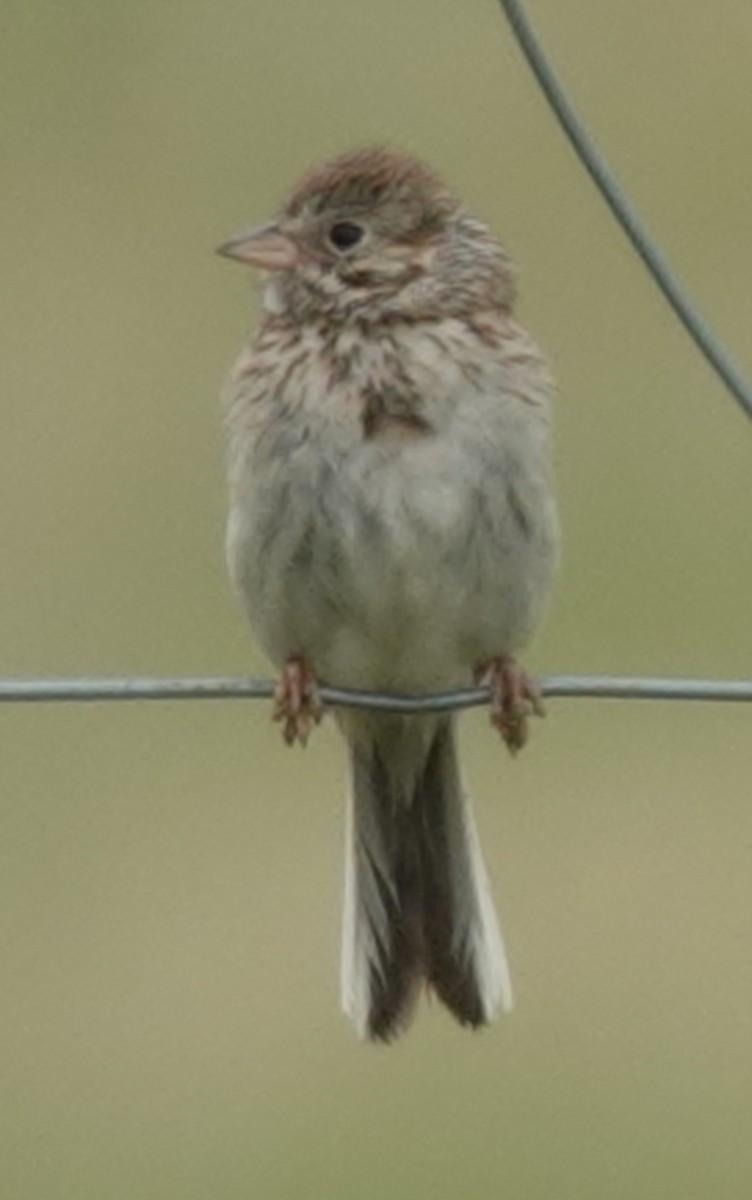 Vesper Sparrow - ML620686334