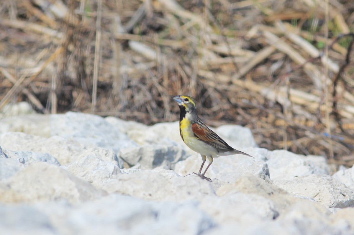 Dickcissel - ML620686336