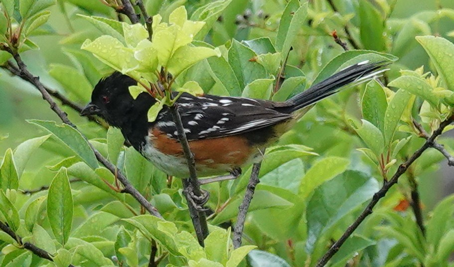 Spotted Towhee - ML620686337