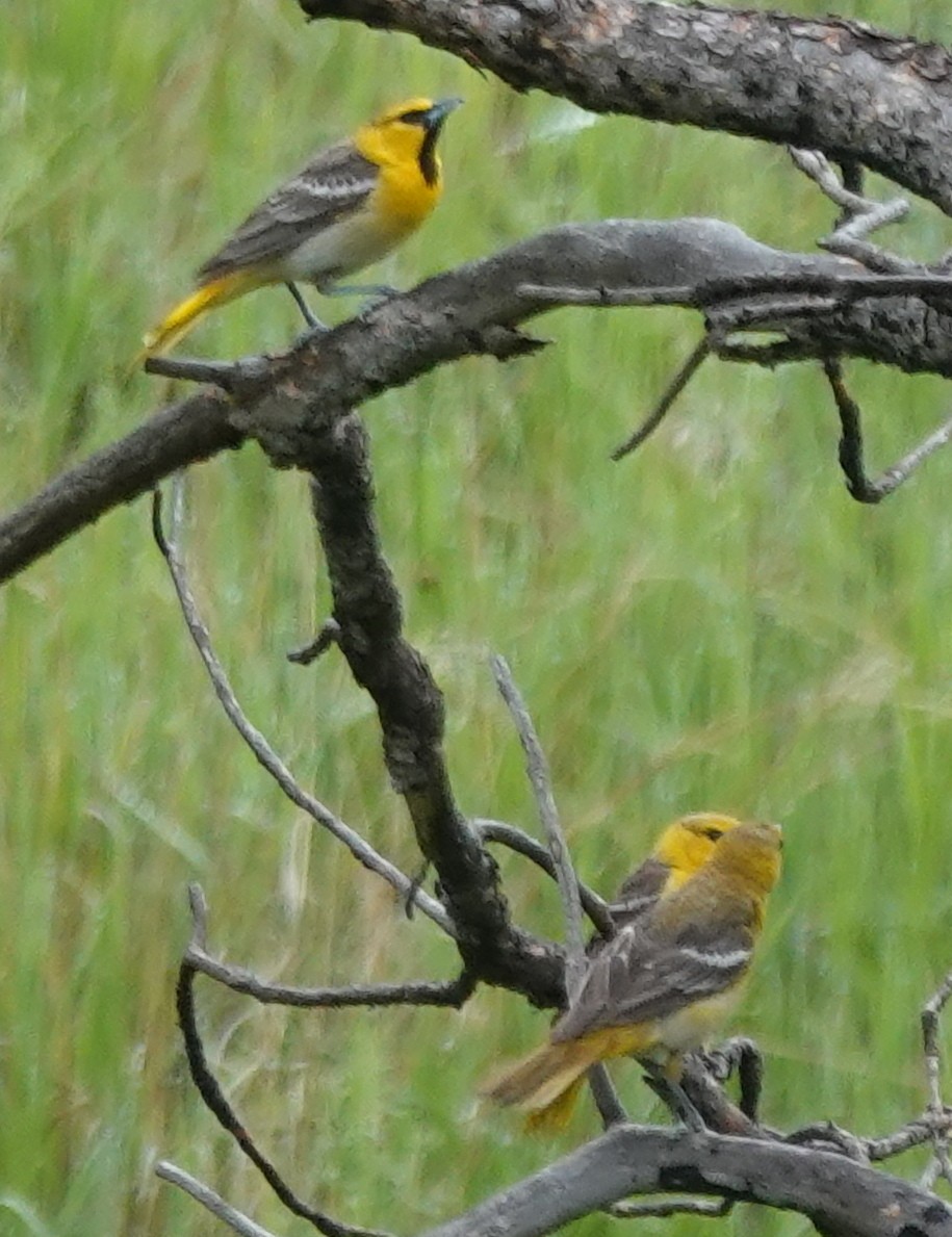 Bullock's Oriole - ML620686343