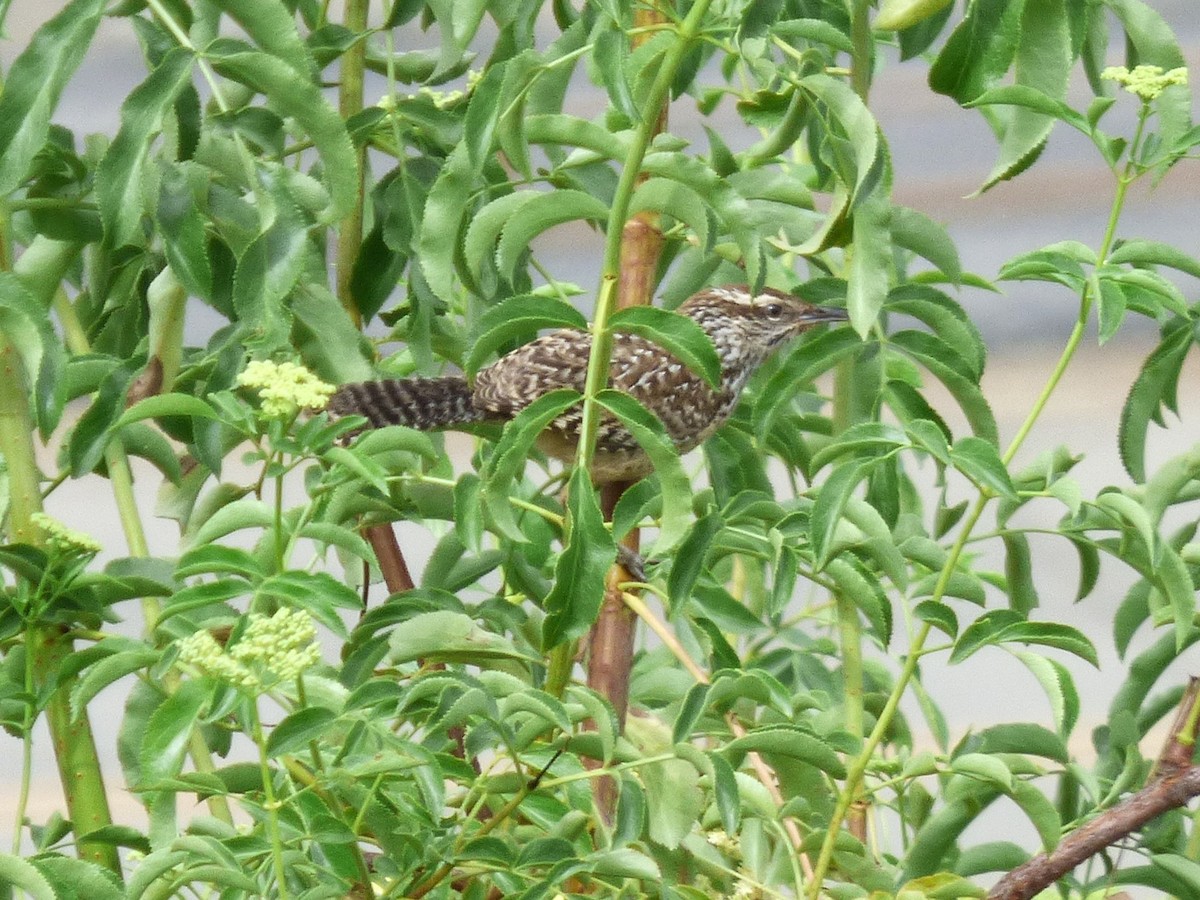 Cactus Wren - ML620686348