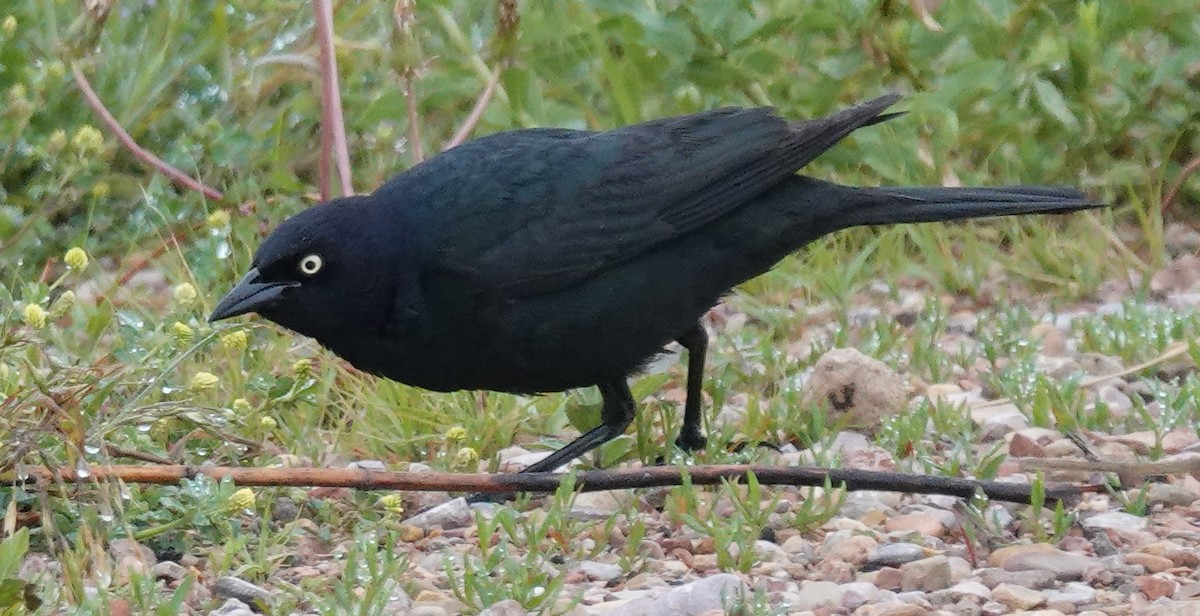 Brewer's Blackbird - ML620686349