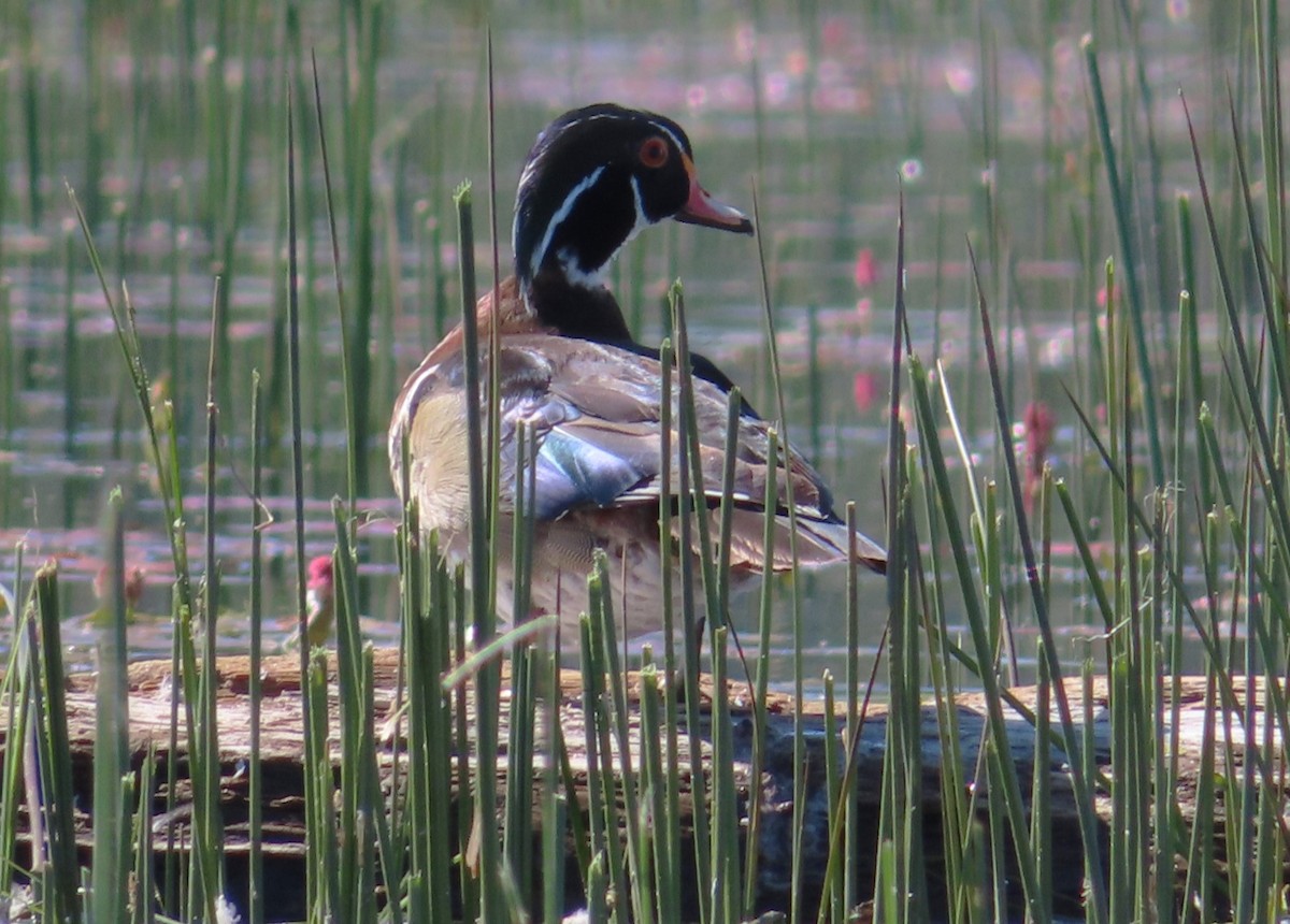 Wood Duck - Claire Weiser