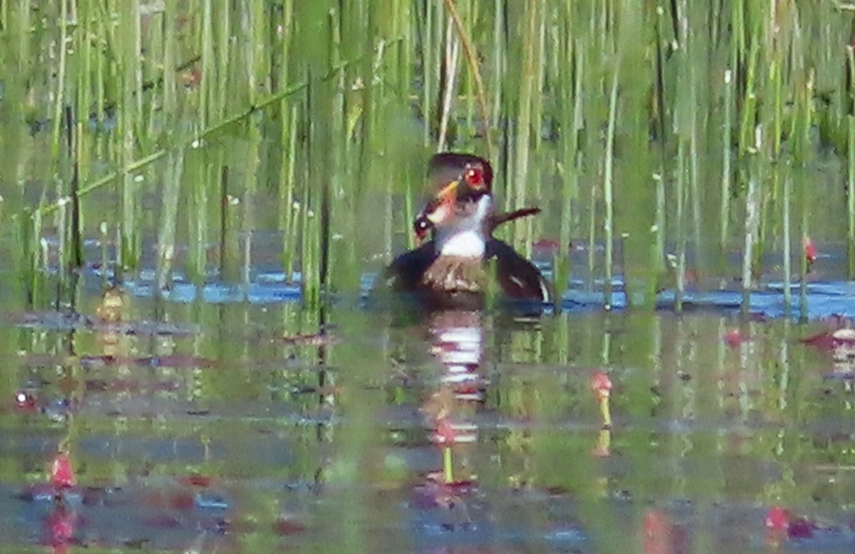 Wood Duck - ML620686353