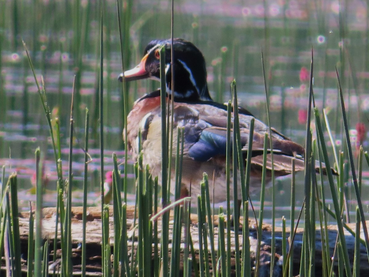 Wood Duck - ML620686355