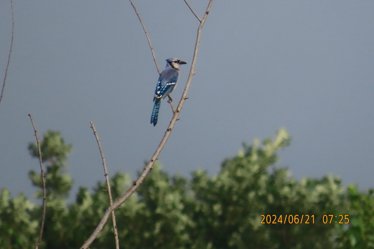 Blue Jay - ML620686358