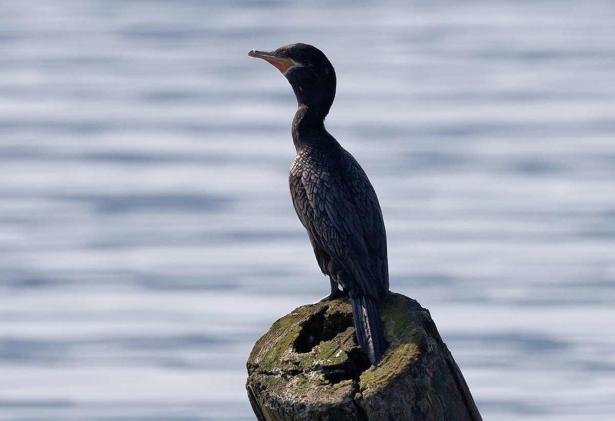 Neotropic Cormorant - ML620686359