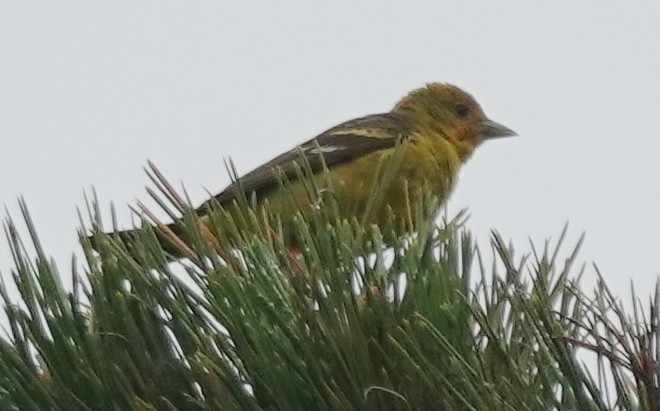 Western Tanager - ML620686360