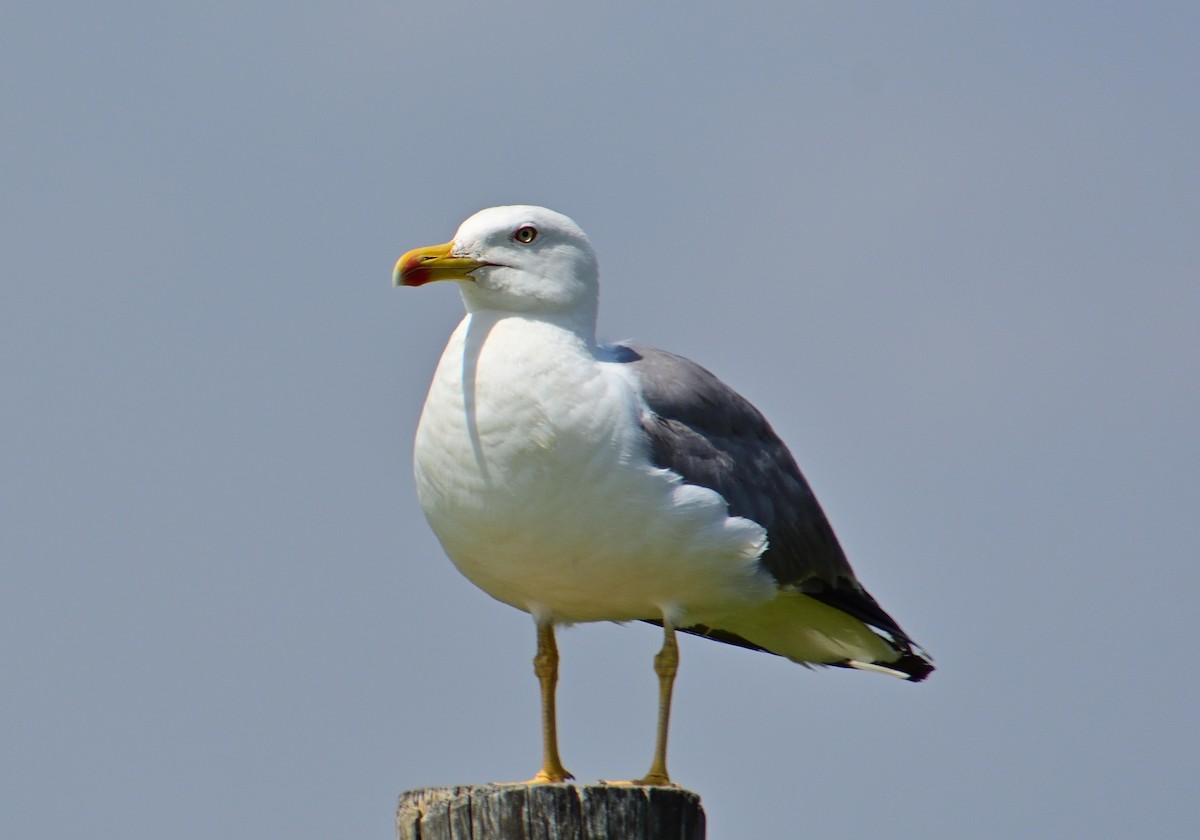 Yellow-legged Gull - ML620686361