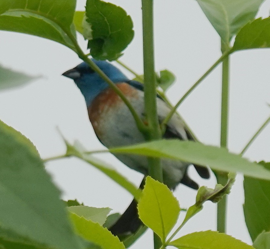 Lazuli Bunting - ML620686364