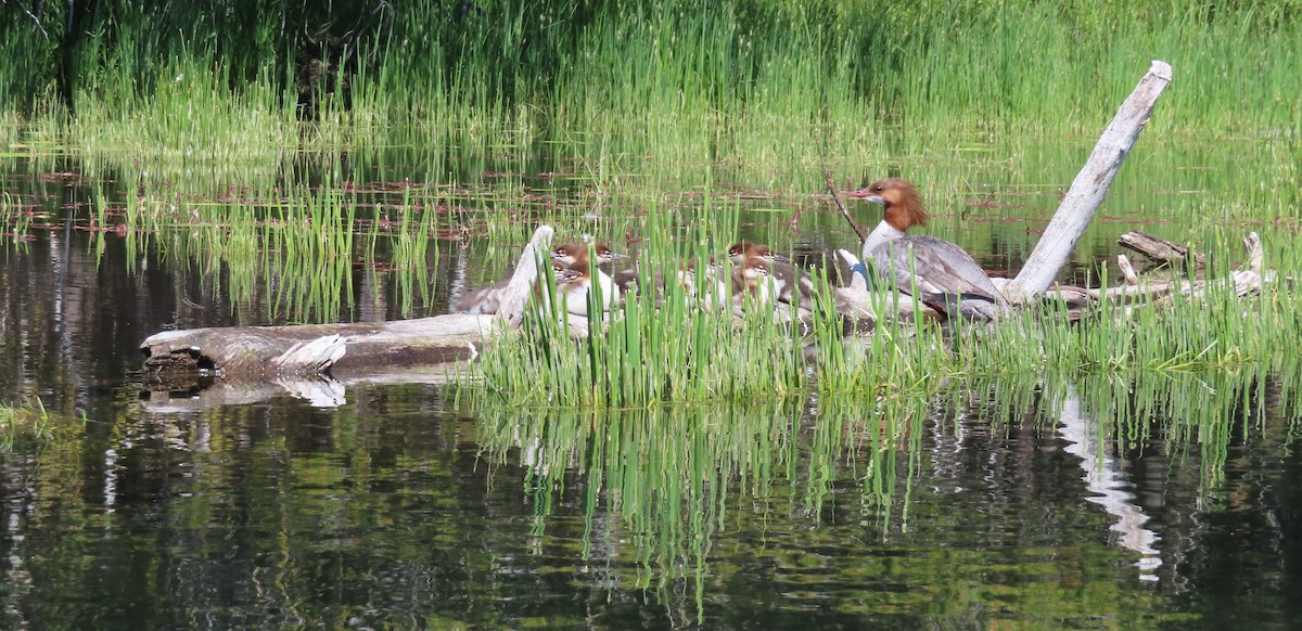 Common Merganser - Claire Weiser