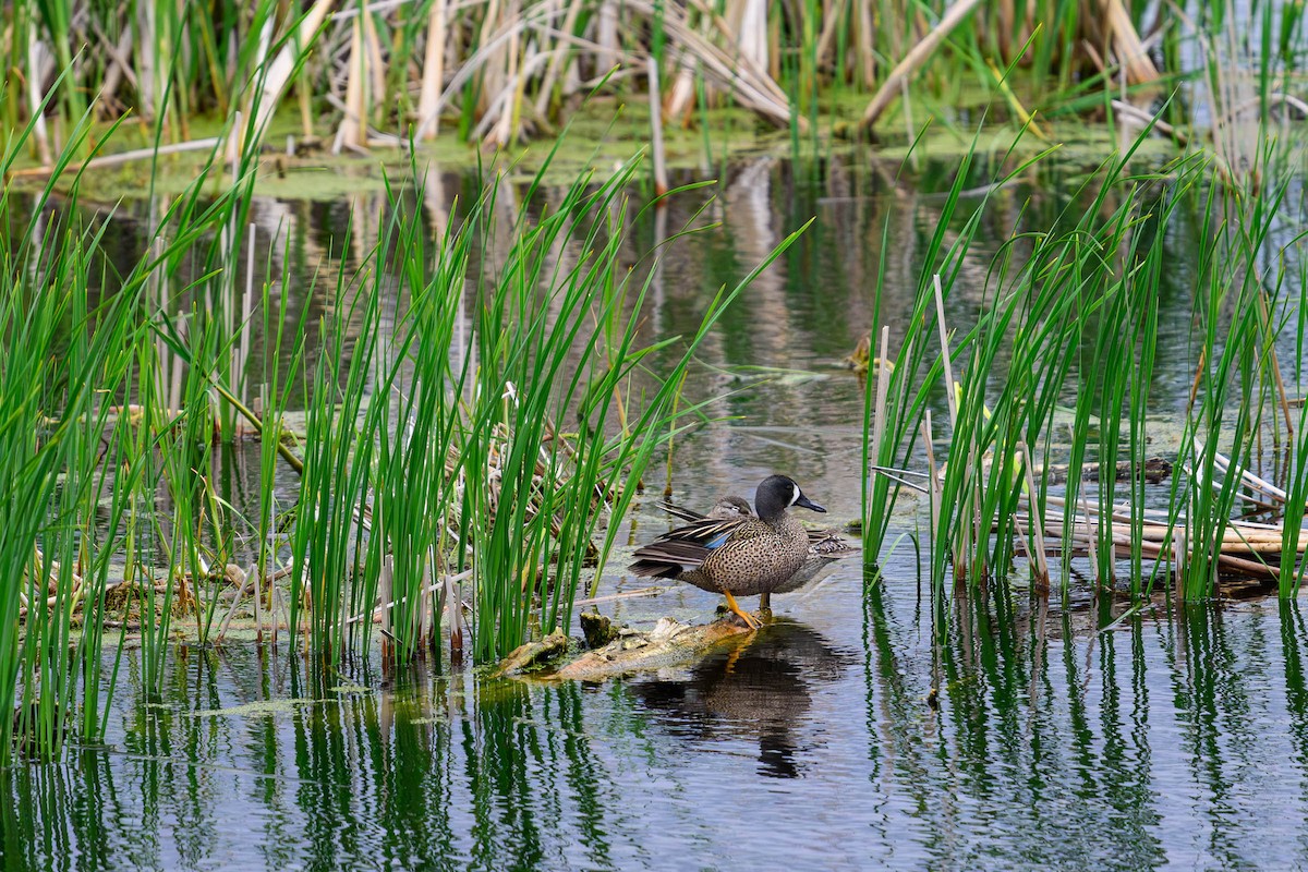 Blue-winged Teal - ML620686369