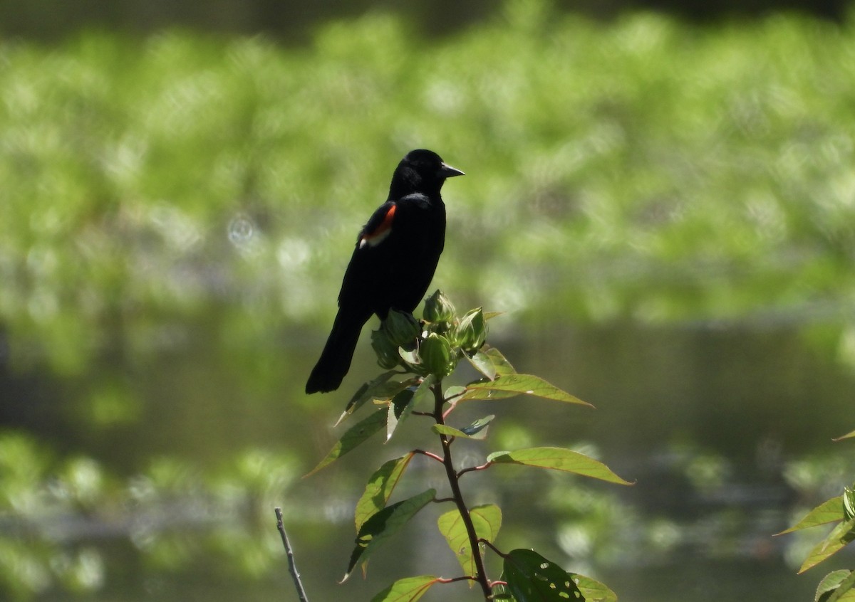 Red-winged Blackbird - ML620686373