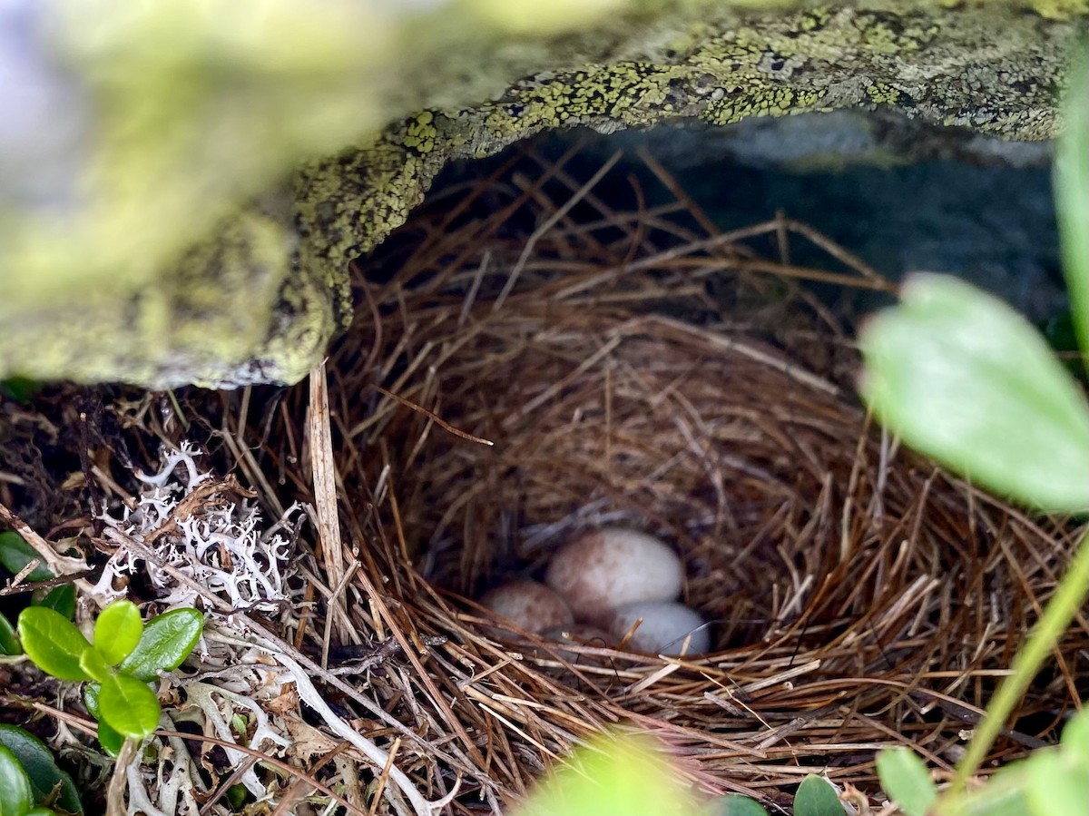 Junco Ojioscuro - ML620686375