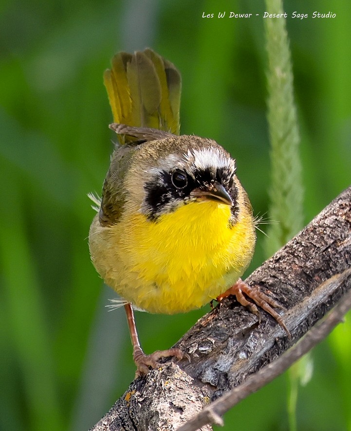 Common Yellowthroat - ML620686379