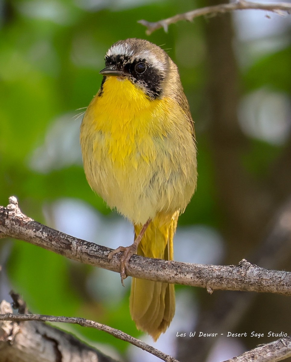 Common Yellowthroat - ML620686380