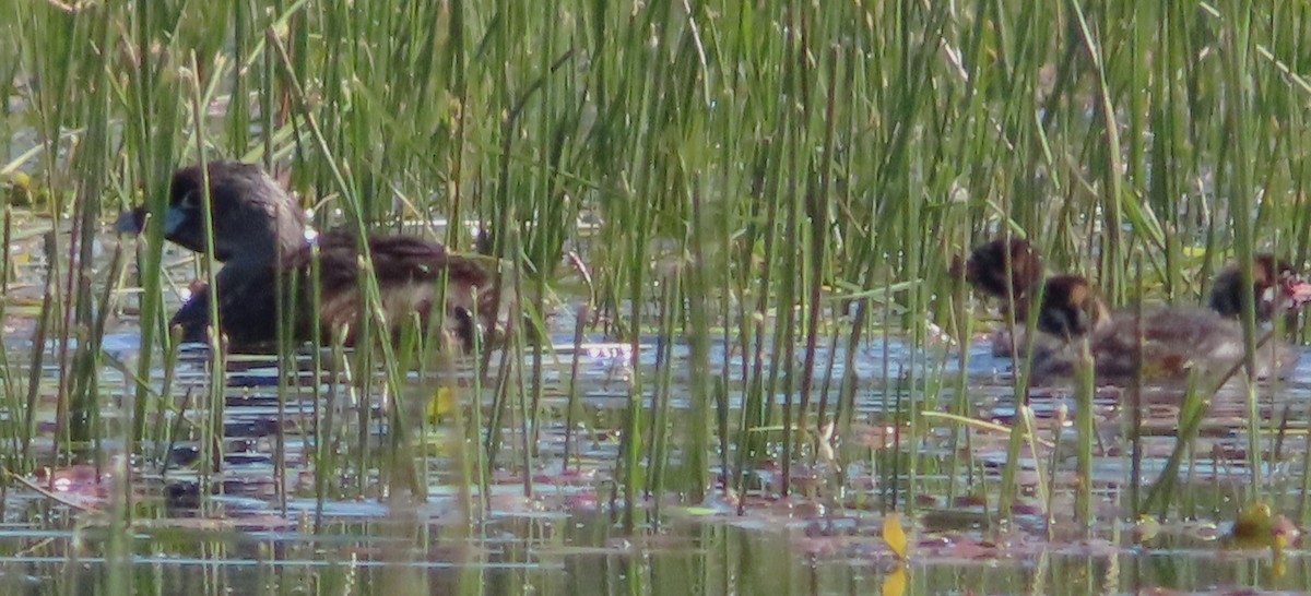 Pied-billed Grebe - ML620686381