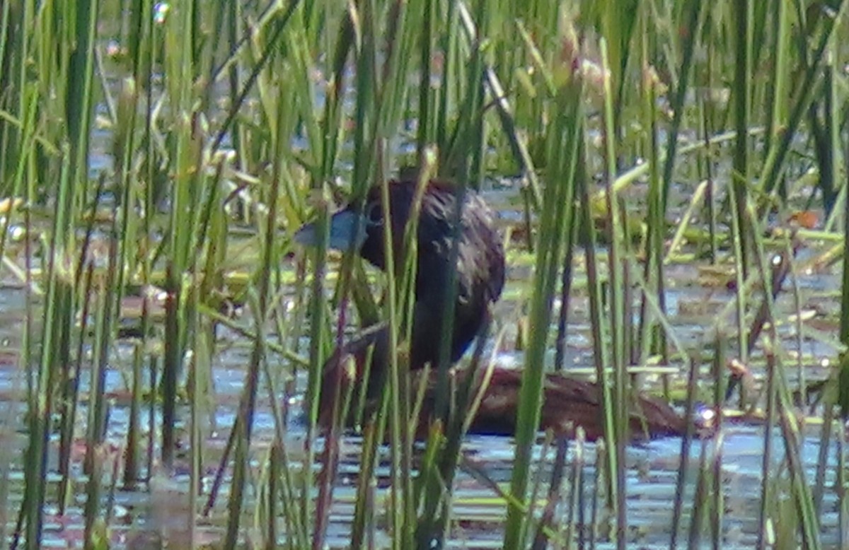 Grèbe à bec bigarré - ML620686382