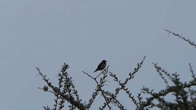 Purple-rumped Sunbird - ML620686383