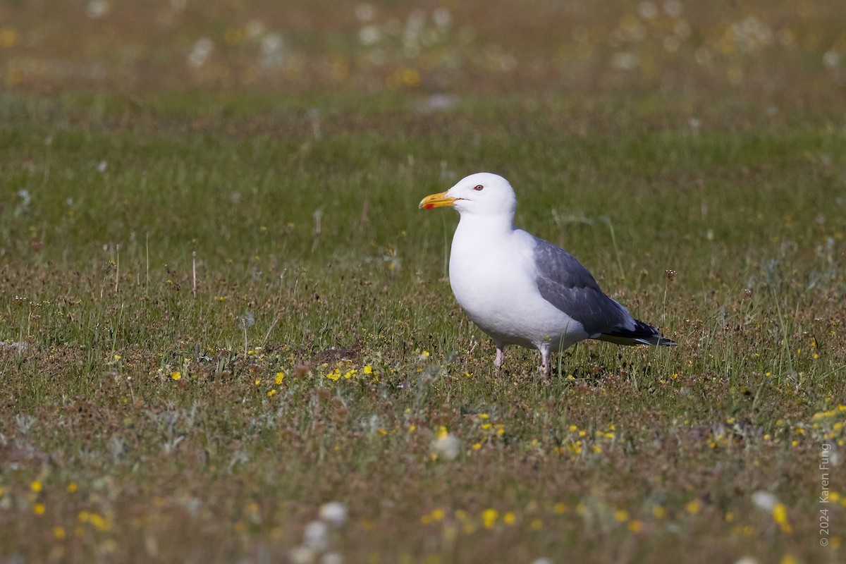 Herring Gull (Mongolian) - ML620686385