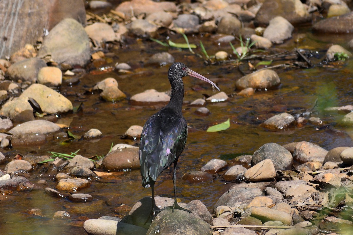 Puna Ibis - ML620686387