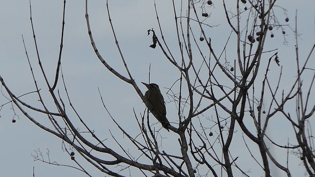 Streak-throated Woodpecker - ML620686388