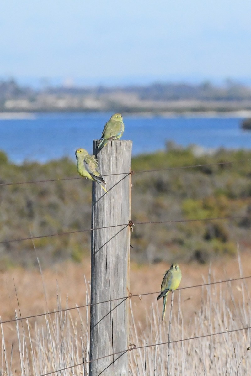 Blue-winged Parrot - ML620686389