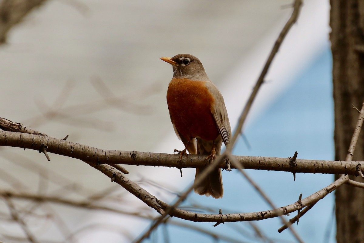 American Robin - ML620686390