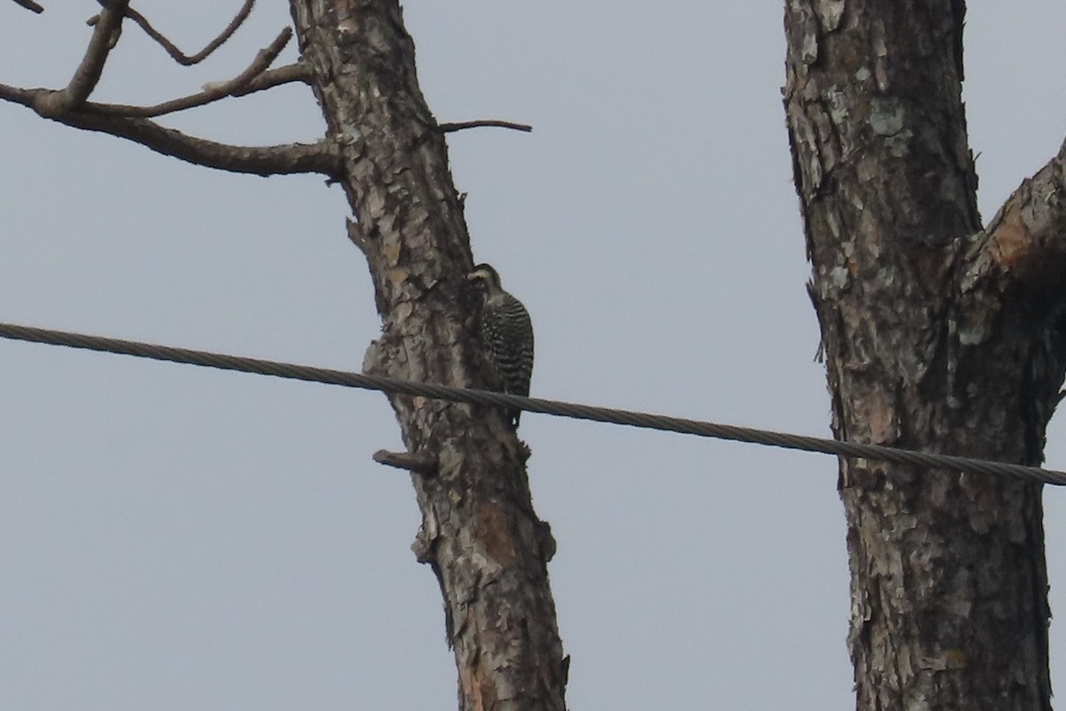 Ladder-backed Woodpecker - ML620686395