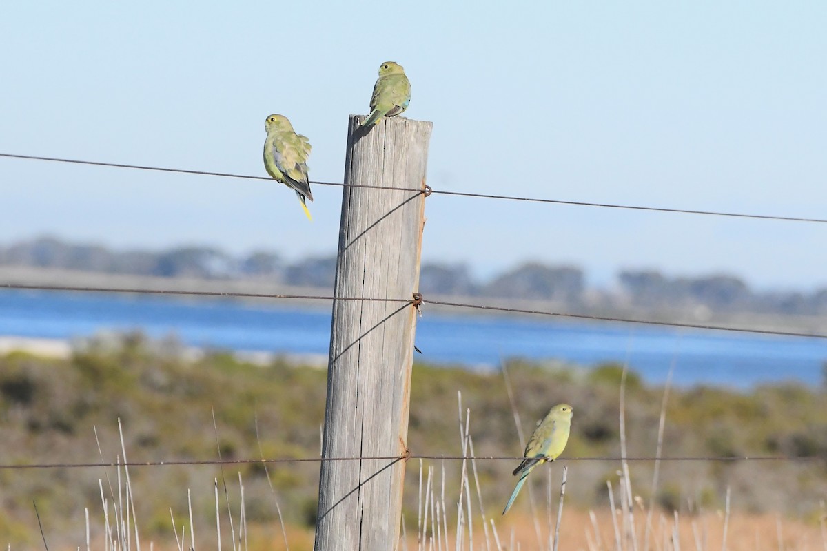 Blue-winged Parrot - ML620686396