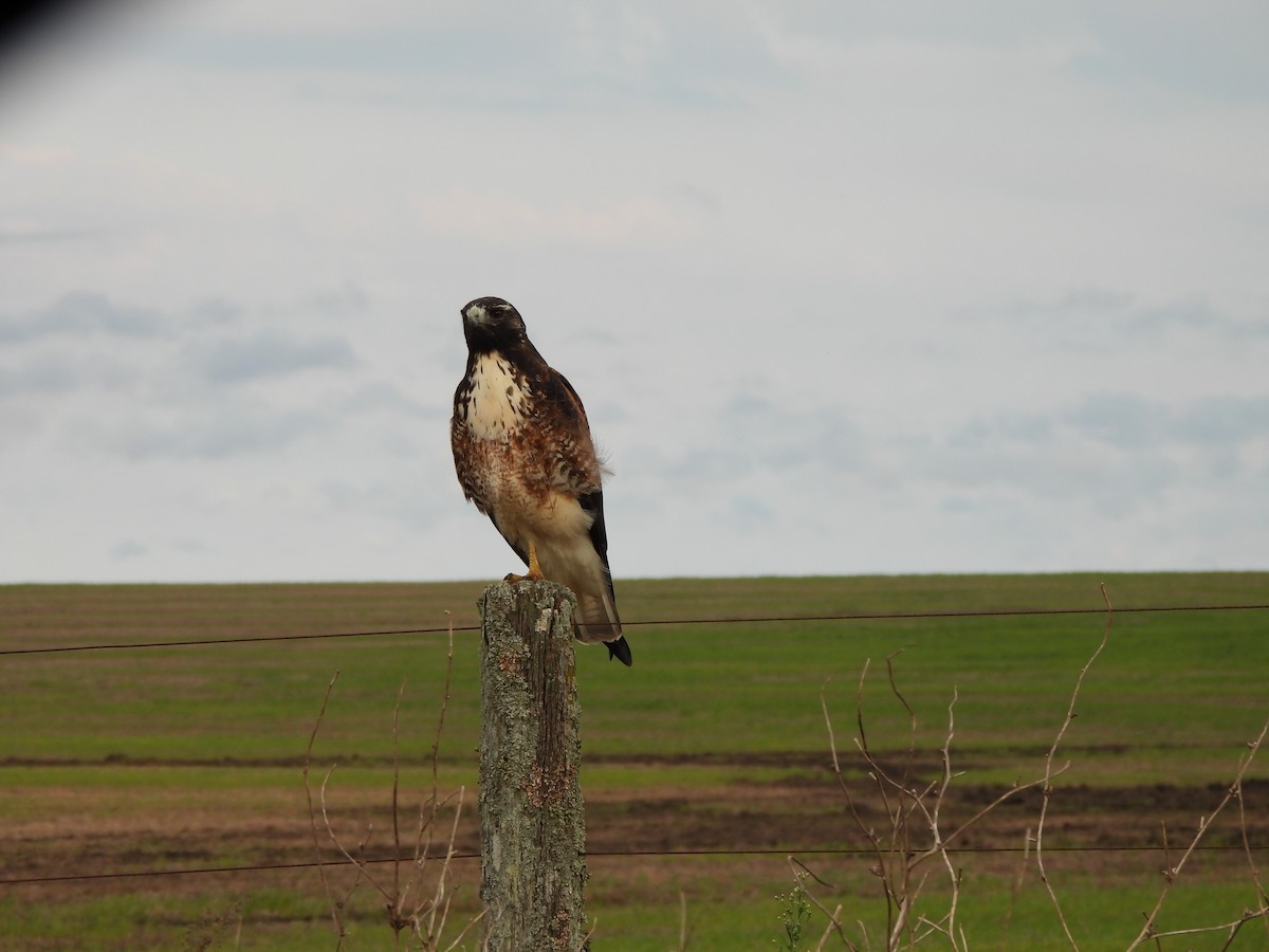 White-tailed Hawk - ML620686397