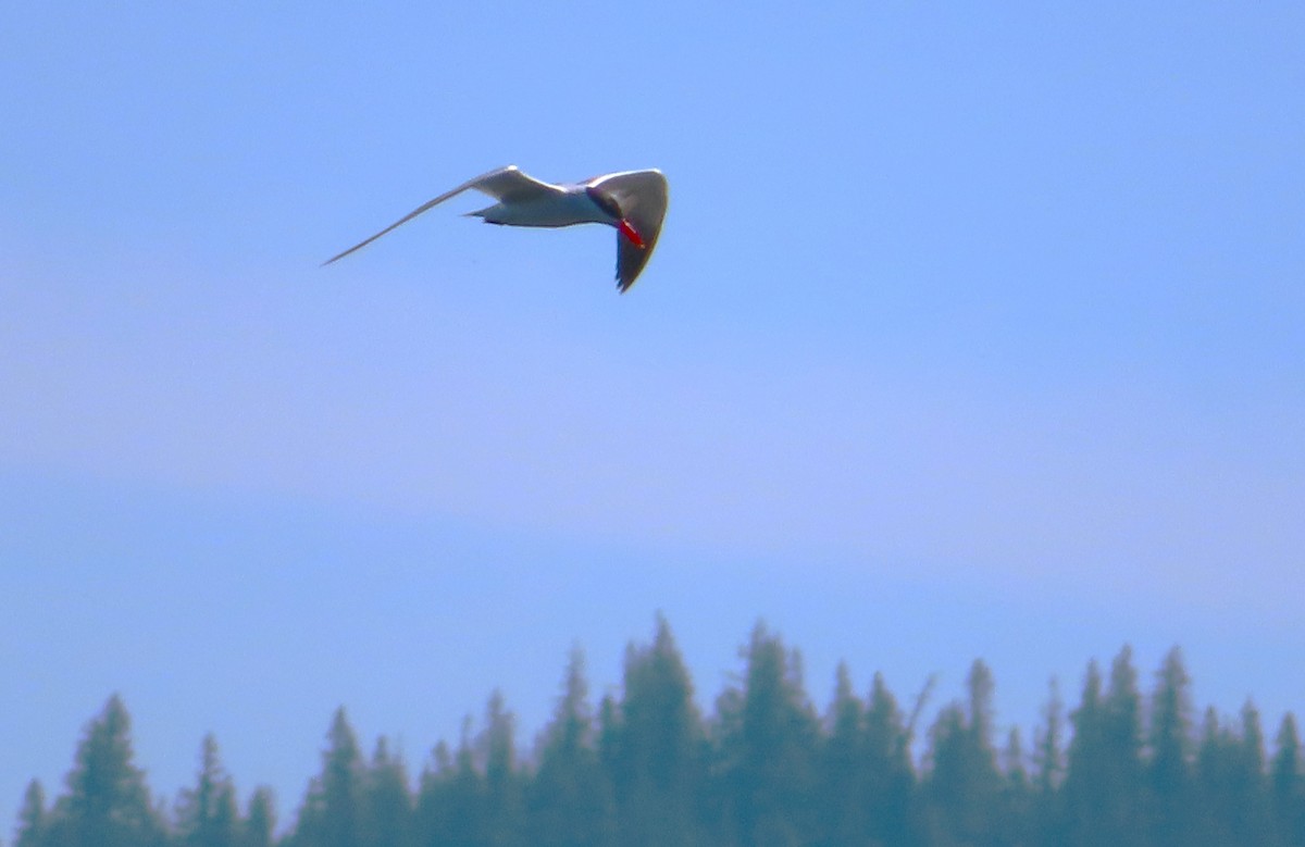 Caspian Tern - Claire Weiser