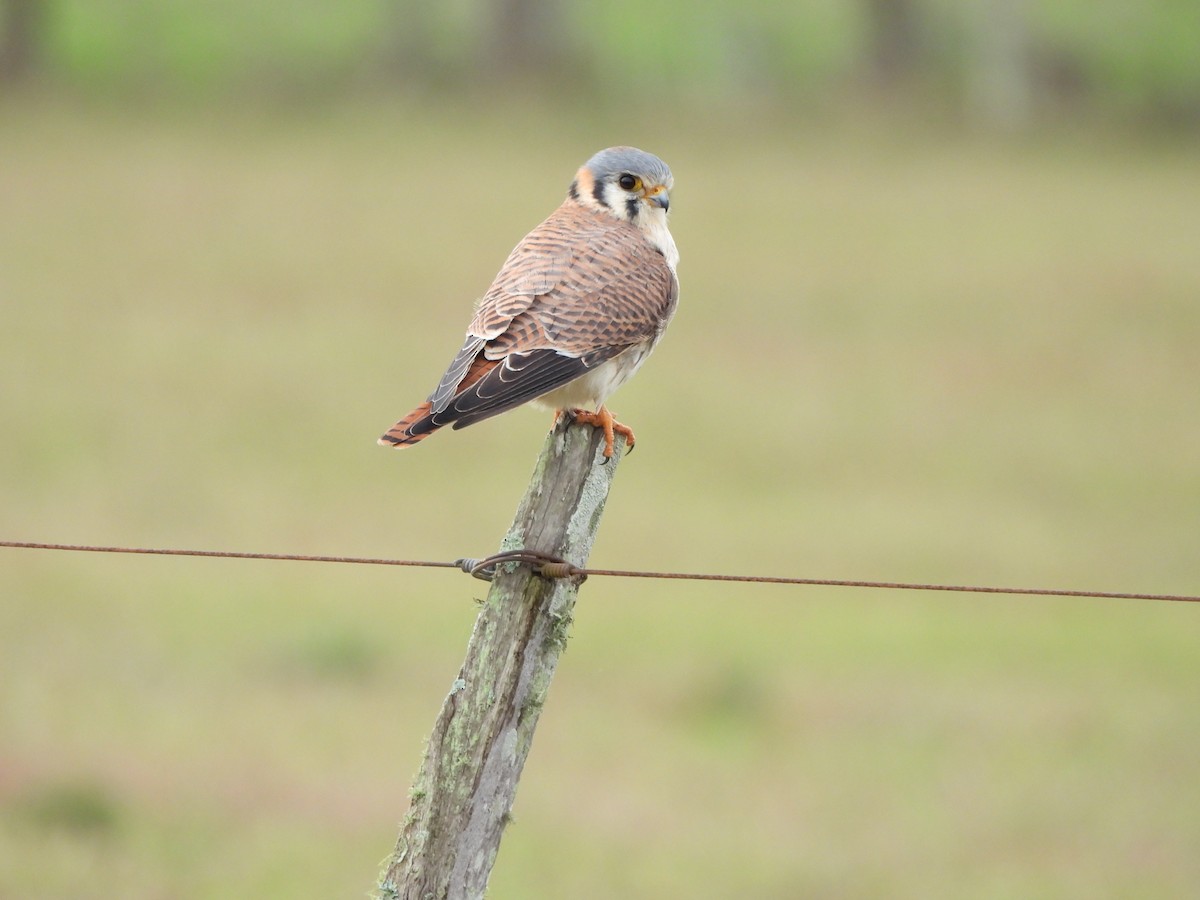 American Kestrel - ML620686403