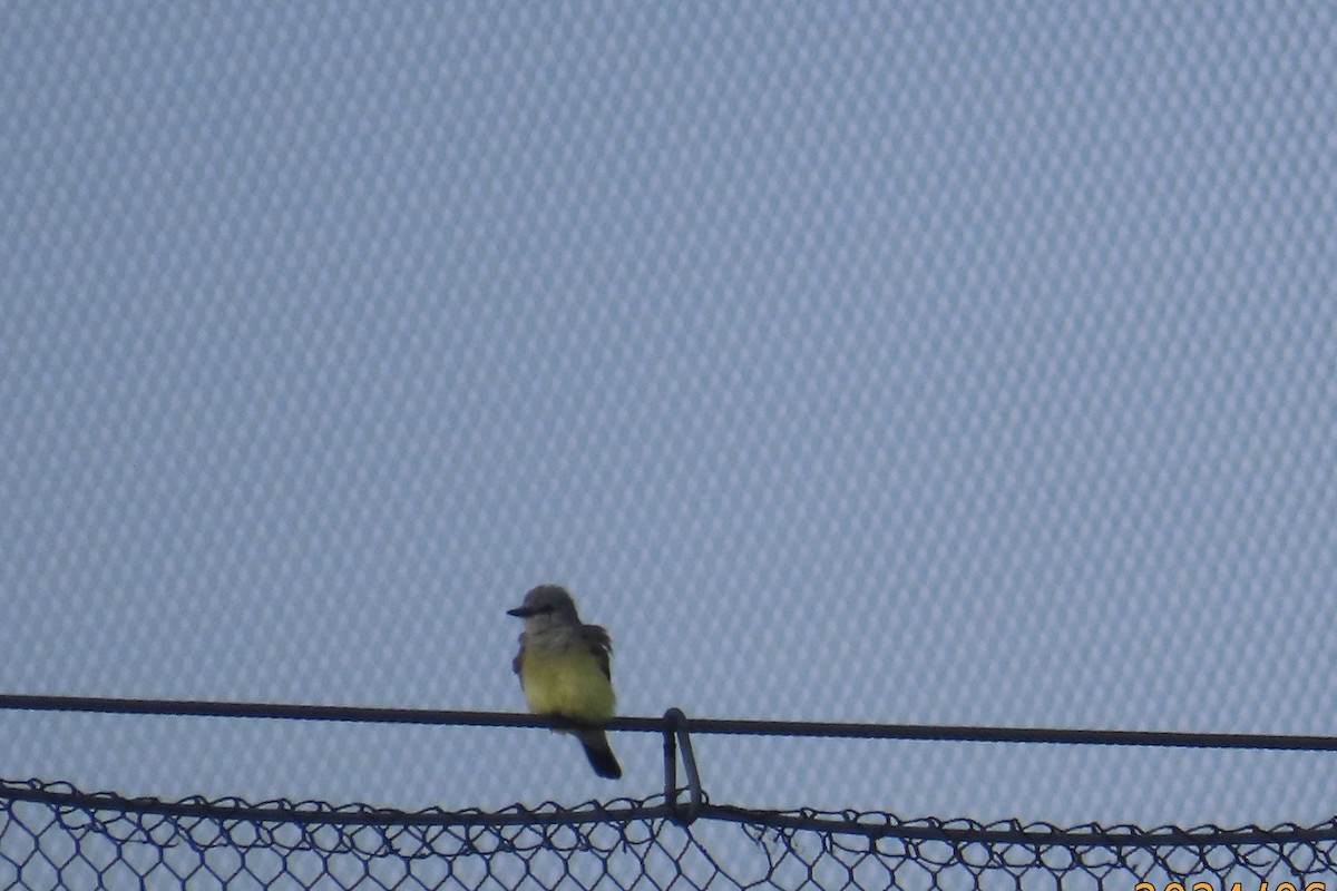 Western Kingbird - ML620686404