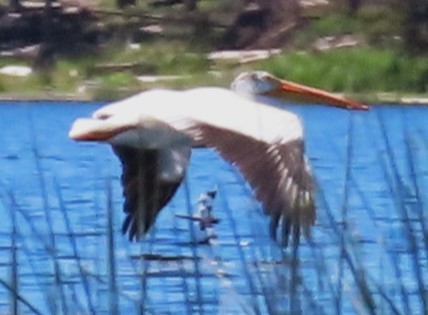 American White Pelican - ML620686406