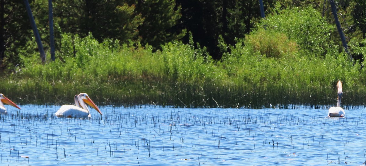 American White Pelican - Claire Weiser