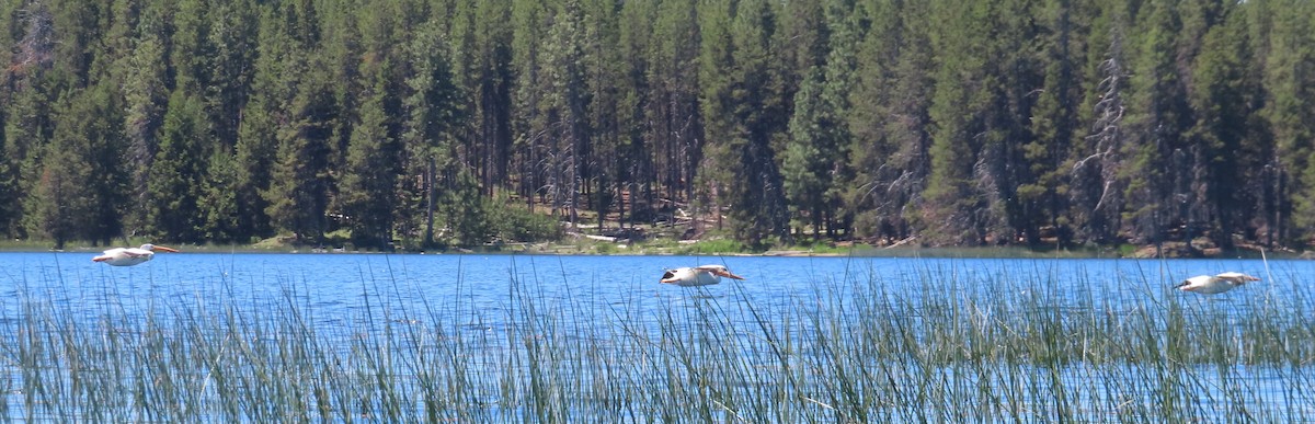 American White Pelican - ML620686408