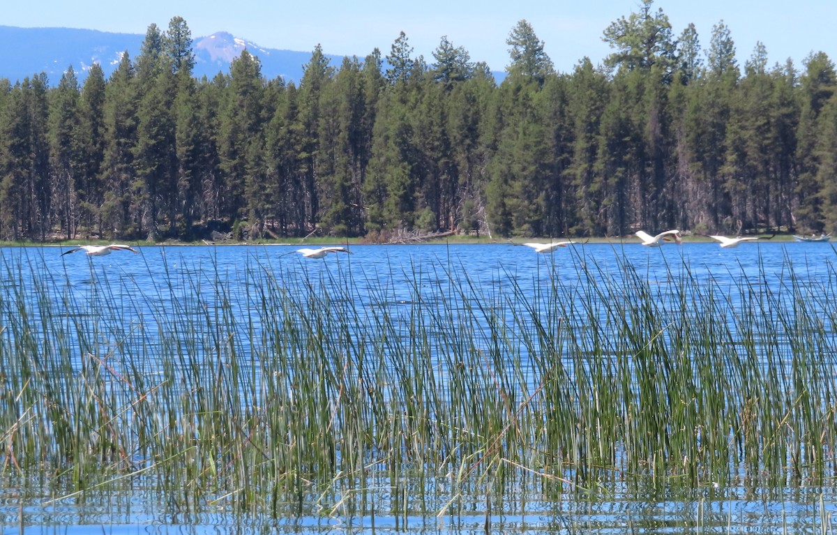 American White Pelican - ML620686409