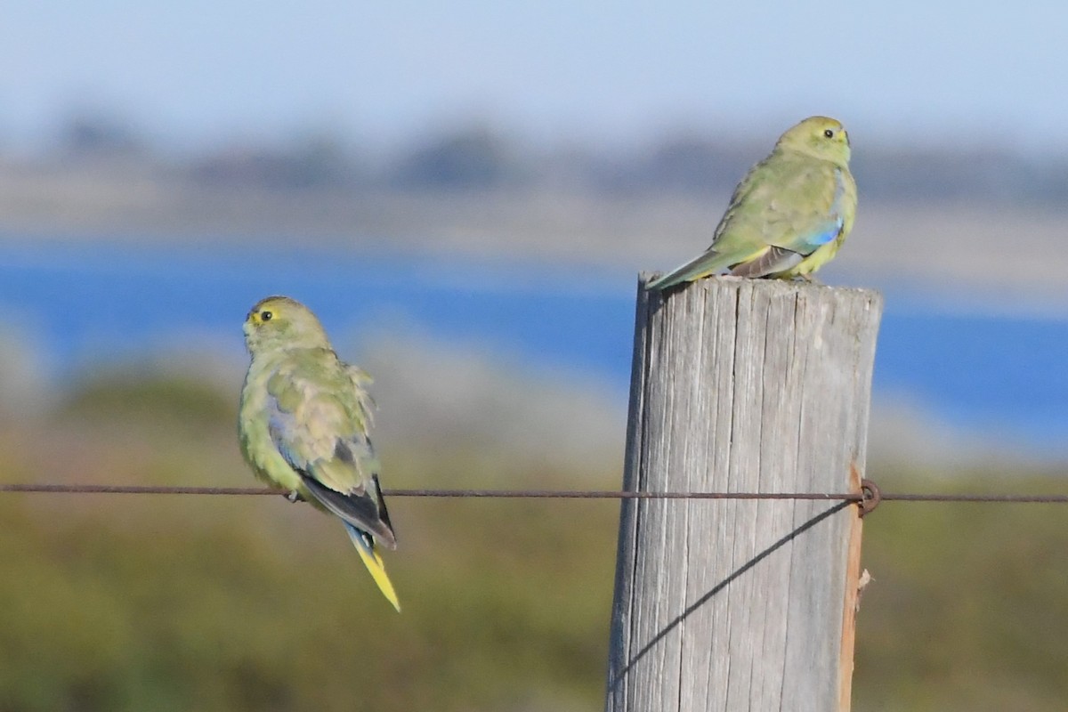 Blue-winged Parrot - ML620686412