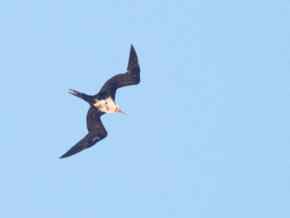 Great Frigatebird - ML620686413